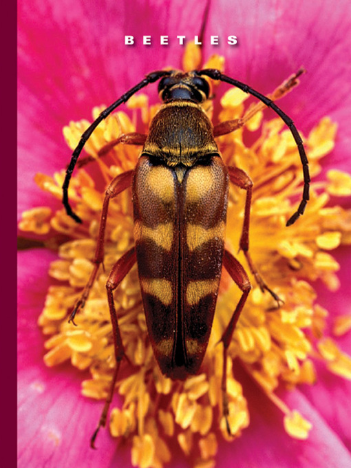Title details for Beetles by Sophie Lockwood - Available